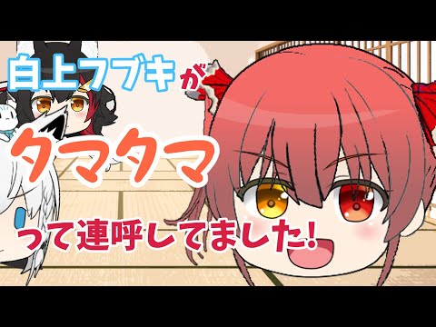 【すこだワ切り抜き】タマタマだらけのタレコミを読むフブちゃん【白上フブキ/大神ミオ/宝鐘マリン/ホロライブ切り抜き】