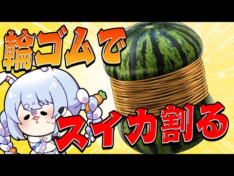 【】輪ゴム何本でスイカ割れるか検証する！！！かも。ぺこ！【ホロライブ/兎田ぺこら】